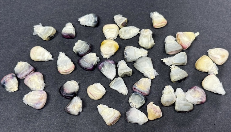 Nitrogen Fixing Corn Seeds, Blue and White